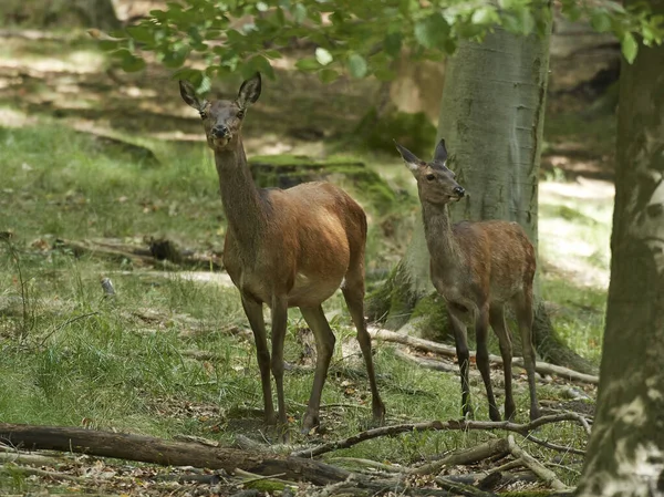 Red Deer Cervus Elaphus Its Natural Habitat Denmark — Stock Photo, Image