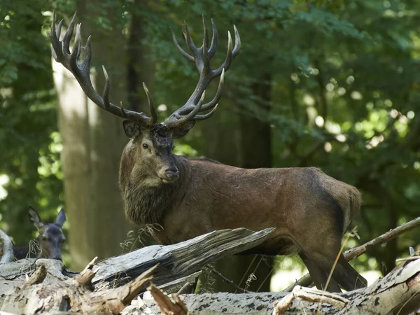 Jelen Červený Cervus Elaphus Svém Přírodním Stanovišti Dánsku — Stock fotografie