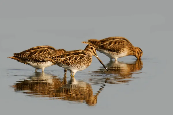 Common Snipe Its Natural Enviroment Denmark — Stock Photo, Image