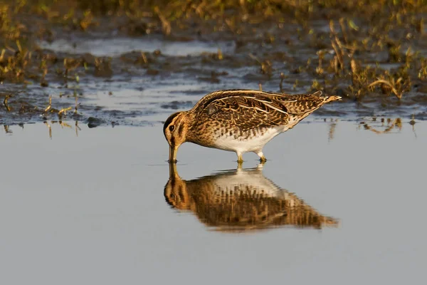 Bécassine Commune Dans Son Environnement Naturel Danemark — Photo