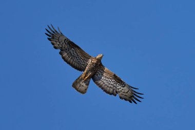 Avrupa bal şahini uçuyor. Arka planda mavi gökyüzü var.
