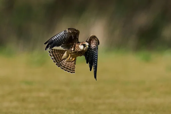 Falco Dai Piedi Rossi Nel Suo Ambiente Naturale Danimarca — Foto Stock