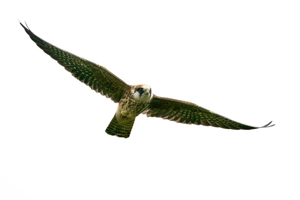 Red Footed Falcon Its Natural Enviroment Denmark — Stock Photo, Image