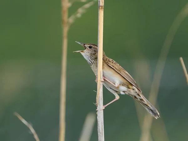 Common Grasshopper Warbler Its Natural Enviroment — Stock Photo, Image