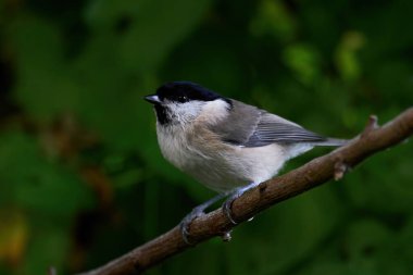 Marsh tit (Poecile palustris) in its natural enviroment