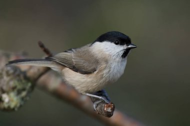Marsh tit (Poecile palustris) in its natural enviroment