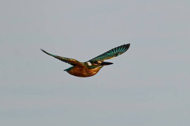 Danimarka 'daki doğal ortamında ortak Kingfisher (Alcedo at this)