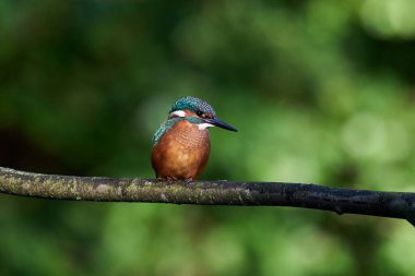 Danimarka 'daki doğal ortamında ortak Kingfisher (Alcedo at this)