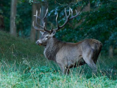 Kızıl geyik (Cervus elaphus) Danimarka 'daki doğal habitatında