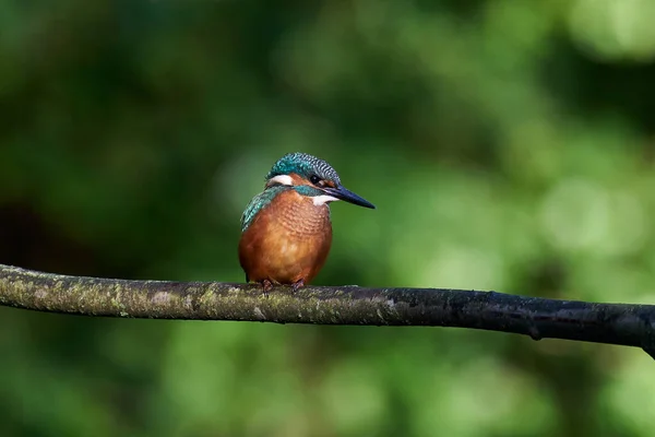 Pescador Rei Comum Alcedo Atthis Seu Ambiente Natural Dinamarca — Fotografia de Stock