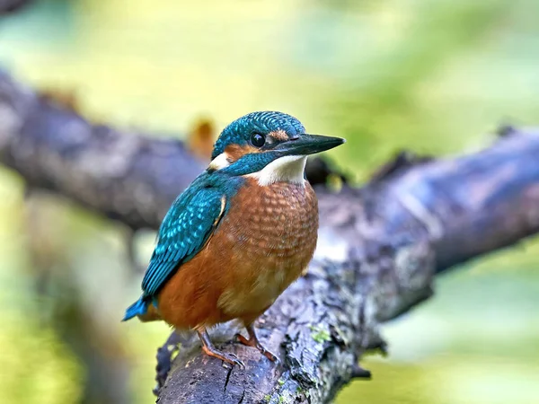 Pescador Rei Comum Alcedo Atthis Seu Ambiente Natural Dinamarca — Fotografia de Stock