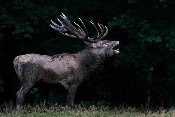 Rode Hert Cervus Elaphus Zijn Natuurlijke Habitat Denemarken — Stockfoto