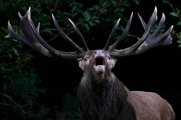 Rode Hert Cervus Elaphus Zijn Natuurlijke Habitat Denemarken — Stockfoto