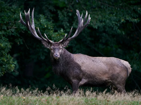 Cerf Rouge Cervus Elaphus Dans Son Habitat Naturel Danemark — Photo