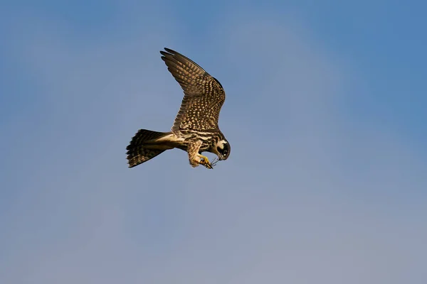 Euraziatische Hobby Tijdens Vlucht Zijn Natuurlijke Omgeving Denemarken — Stockfoto