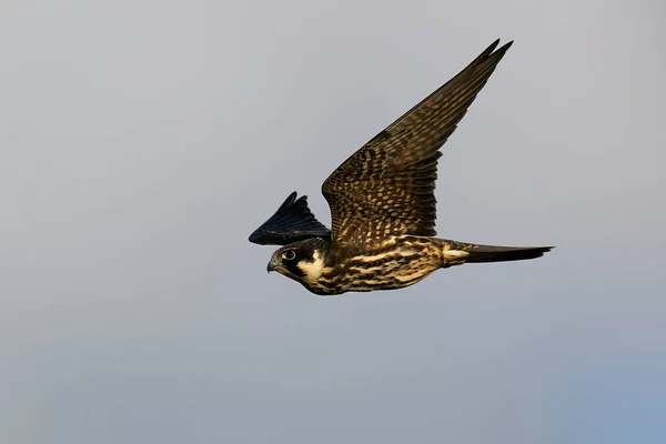 Euraziatische Hobby Tijdens Vlucht Zijn Natuurlijke Omgeving Denemarken — Stockfoto