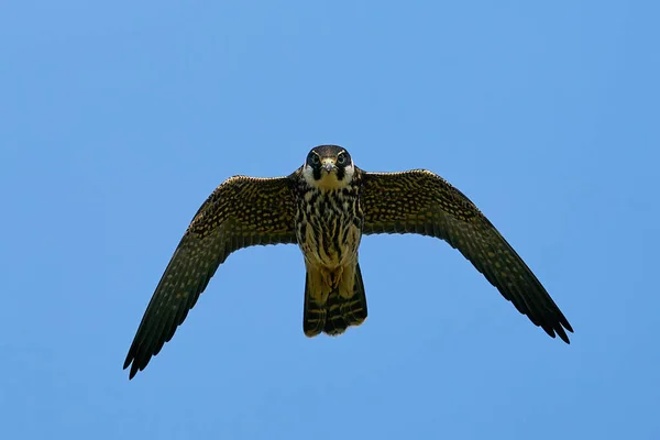 Euraziatische Hobby Tijdens Vlucht Zijn Natuurlijke Omgeving Denemarken — Stockfoto