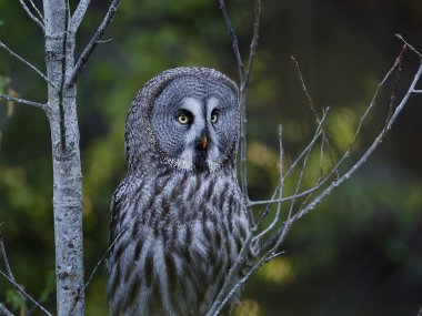 Büyük gri baykuş (Strix nebulosa) İsveç 'teki doğal ortamında