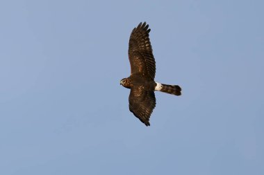 Hen harrier (Sirk siyaneus) arka planda mavi gökyüzü ile uçuyor