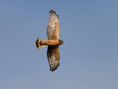 Hen harrier (Sirk siyaneus) arka planda mavi gökyüzü ile uçuyor