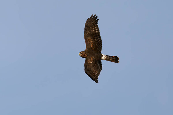 Hen harrier (Circus cyaneus) in flight with blue skies in the background