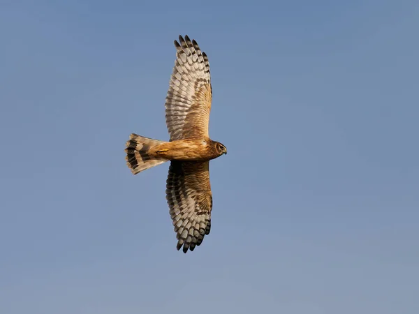 Hen Harrier Circus Cyaneus Letu Modrou Oblohou Pozadí — Stock fotografie