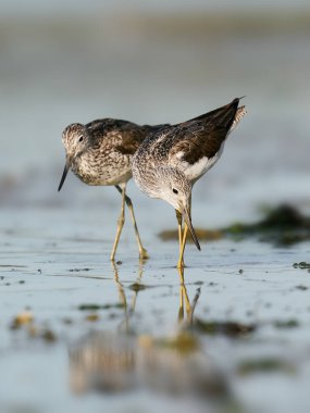Danimarka 'daki doğal ortamında yaygın yeşillik