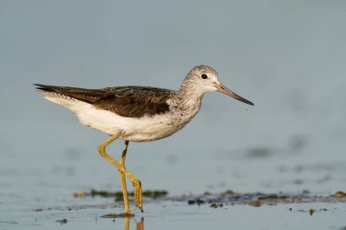 Danimarka 'daki doğal ortamında yaygın yeşillik