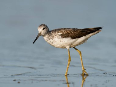 Danimarka 'daki doğal ortamında yaygın yeşillik