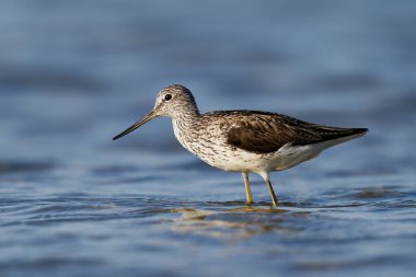 Danimarka 'daki doğal ortamında yaygın yeşillik