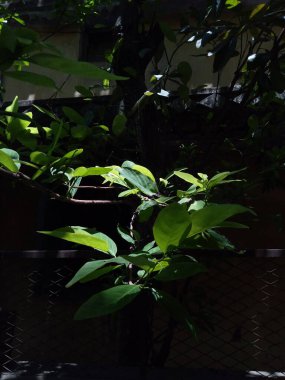 Bir monorengin farklı tonları.