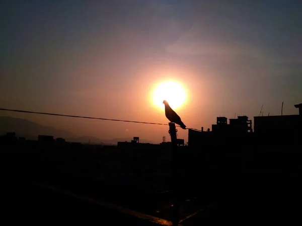Strahlendste Sonne Und Taube Machen Den Morgen Schön — Stockfoto