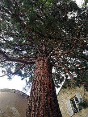 Yaşlı ağaç yukarı doğru süzüldü ve geniş dallarını açtı..