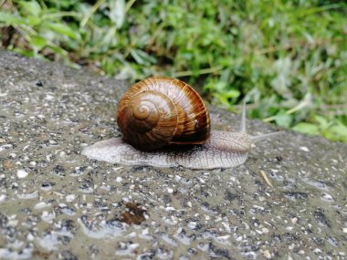 Salyangoz şiddetli bir yağmurdan sonra yola çıktı..