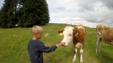 Avusturya Alpleri'nde yaz saati. Dağ çayırındaki inekler. Güzel alp manzarası. Küçük çocuk yakından bakıyor. Stabilize görüntüler.