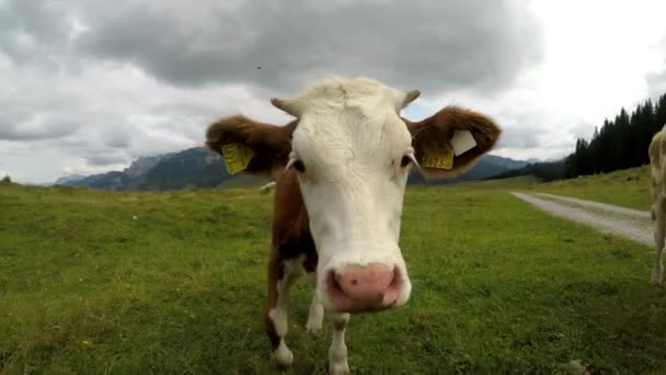 奥地利阿尔卑斯山的夏季时间 山上牧场上的奶牛 美丽的高山景观 稳定素材 — 图库视频影像