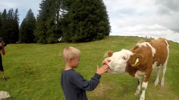 Hora Verano Los Alpes Austríacos Vacas Pasto Montaña Hermoso Paisaje — Vídeo de stock