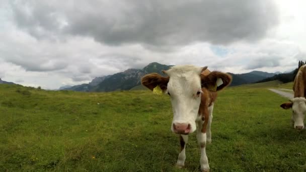 Sommartid Österrikiska Alperna Kor Fäbod Vackert Alplandskap Stabiliserad Film — Stockvideo