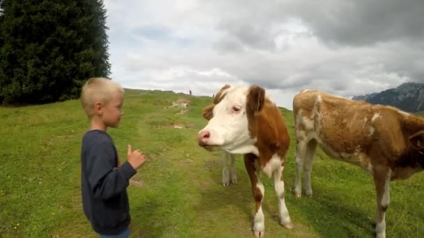 オーストリアアルプスの夏 山の牧草地の牛美しい高山の風景 その小さな男の子は牛をじっと見ている 安定した映像 — ストック動画