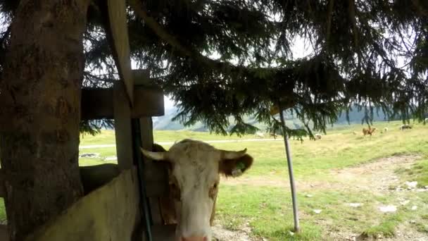 Hora Verano Los Alpes Austríacos Vacas Pasto Montaña Hermoso Paisaje — Vídeo de stock