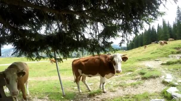 Ora Legale Nelle Alpi Austriache Mucche Pascolo Montagna Bellissimo Paesaggio — Video Stock