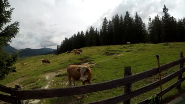 Letni Czas Austriackich Alpach Krowy Pastwiskach Górskich Piękny Alpejski Krajobraz — Wideo stockowe