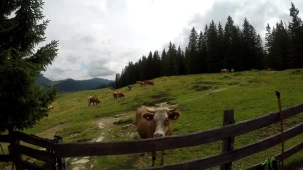 Ora Legale Nelle Alpi Austriache Mucche Pascolo Montagna Bellissimo Paesaggio — Video Stock