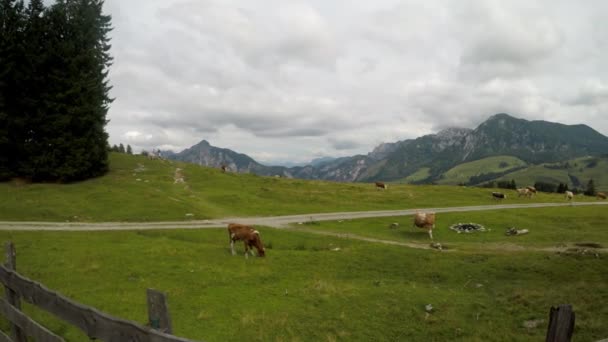 オーストリアアルプスの夏 山の牧草地の牛美しい高山の風景 安定した映像 — ストック動画