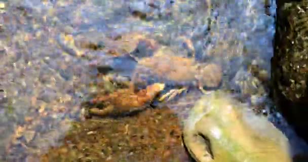 River Crayfish Its Natural Habitat Stock Footage