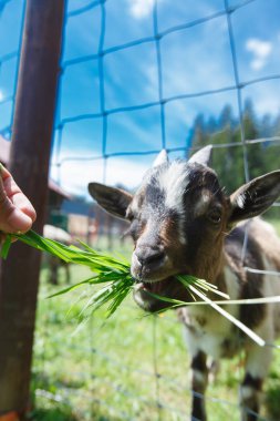 Keçi çayırda otluyor..