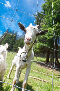 Keçi çayırda otluyor..