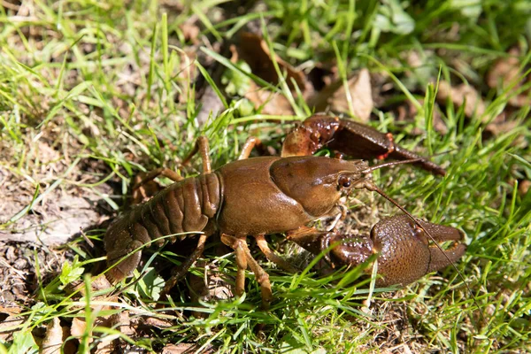River crayfish in its natural habitat. — Stock Photo, Image