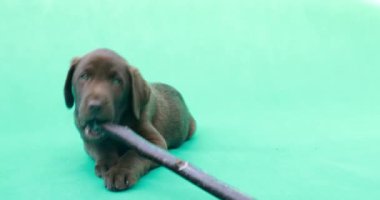 Güzel, küçük labrador yavrusu. Yeşil anahtar arkaplanının önündeki küçük köpek.