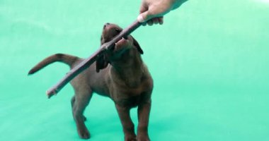 Güzel, küçük labrador yavrusu. Yeşil anahtar arkaplanının önündeki küçük köpek.